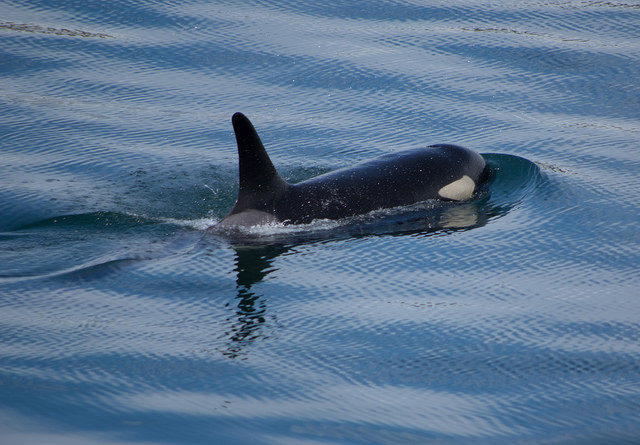 26984777063_8e39107def_z